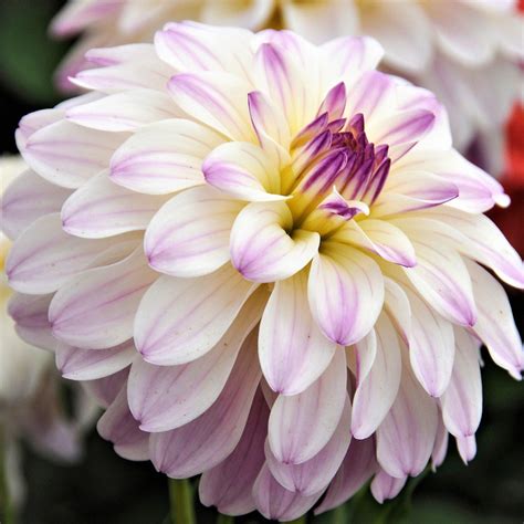 dahlia photo|dahlia gallery.